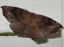 Curve-toothed Geometer